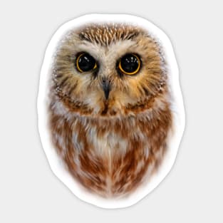 Closeup of a Cute Northern Saw Whet Owl Sticker